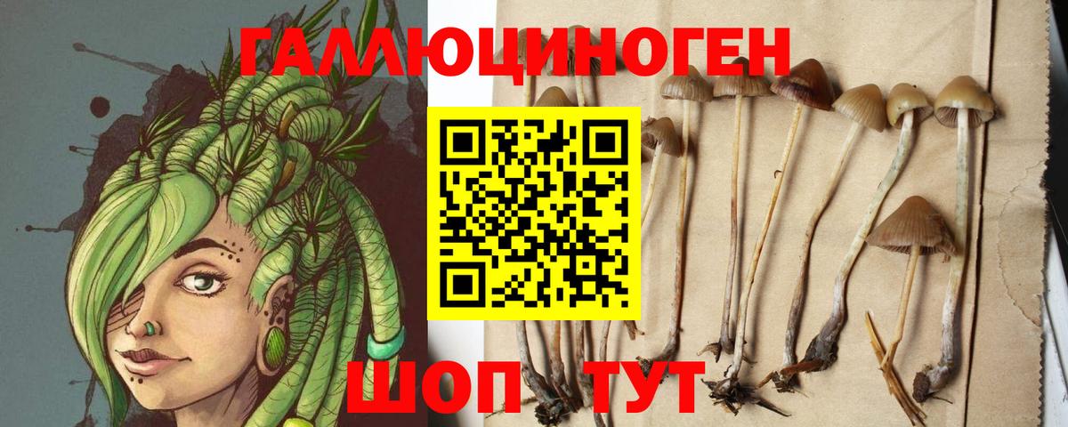 Псилоцибиновые грибы Psilocybe Дагестанские Огни